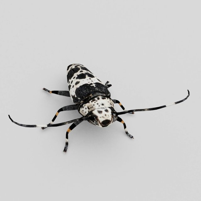 longhorn beetle acanthoderes lacrymans 3D Model